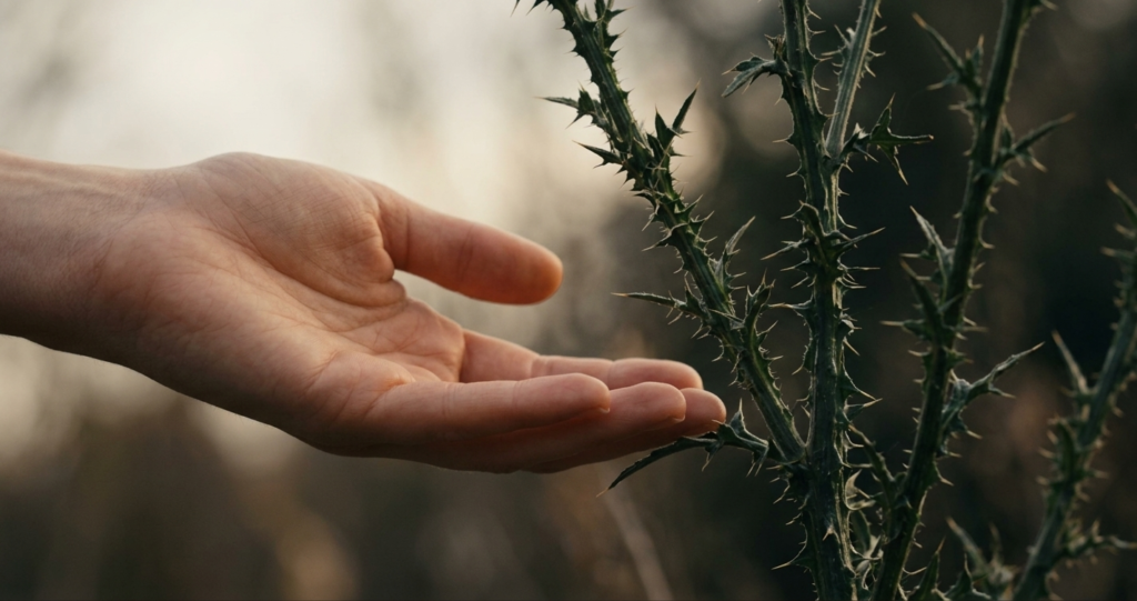 Close-up of a warm human hand reaching toward a sharp thorny plant, symbolizing grace and hardship.